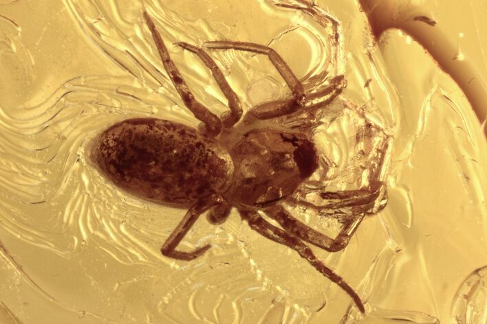 Detailed Fossil Spider (Araneae) In Baltic Amber #273197